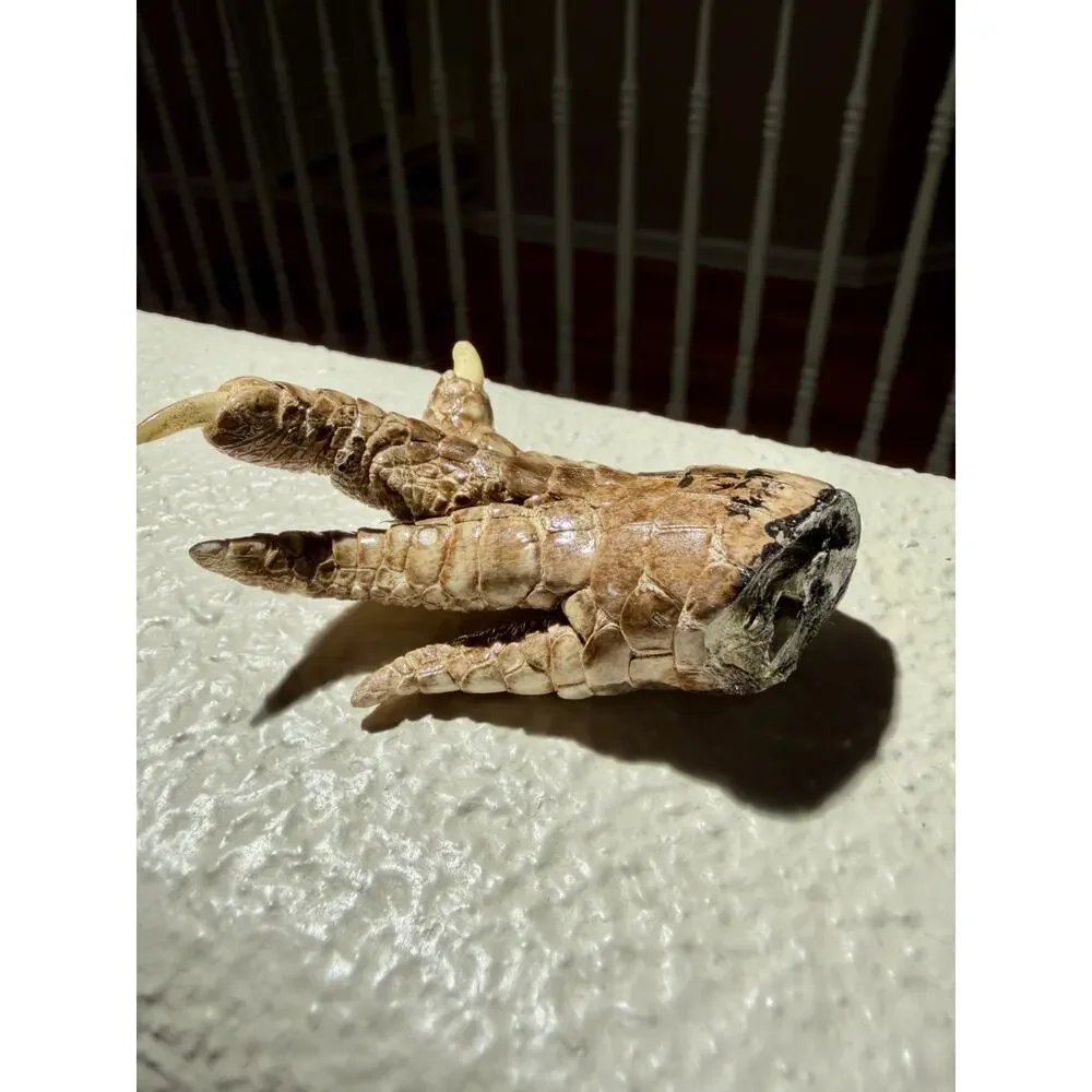 Alligator Foot - 3.5 x 2 in Oddities, Witch, Wiccan, Spells, Taxidermy, Reptile